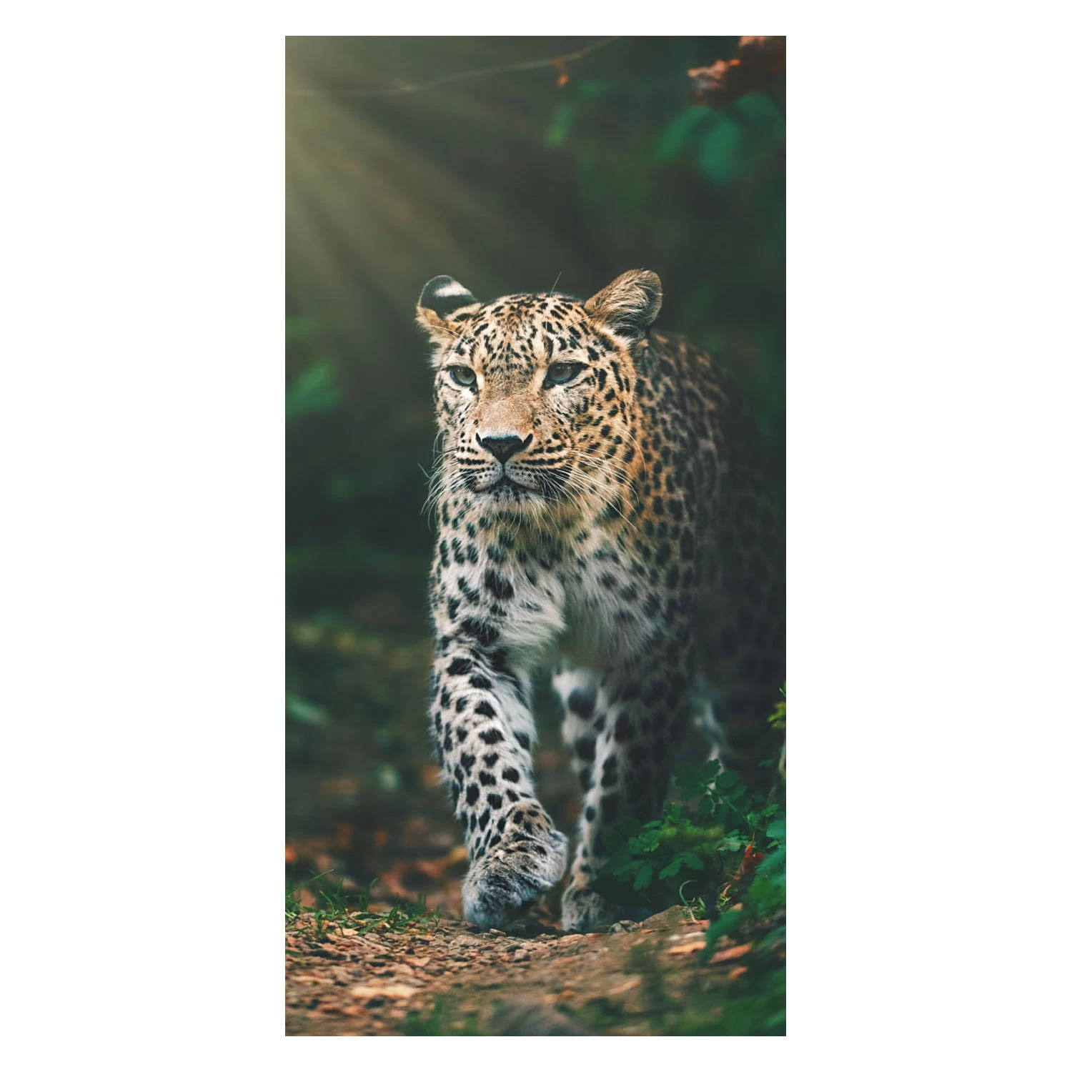 Strandlaken Luipaard Katoen, 70x140cm 3 Strandlaken Luipaard Katoen, 70x140cm